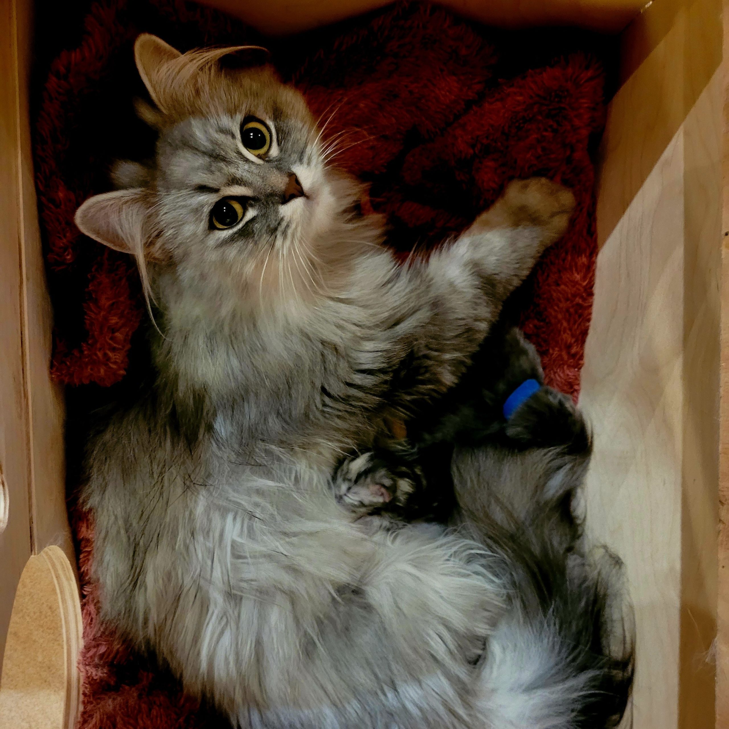 Fabienne und ihre Kitten